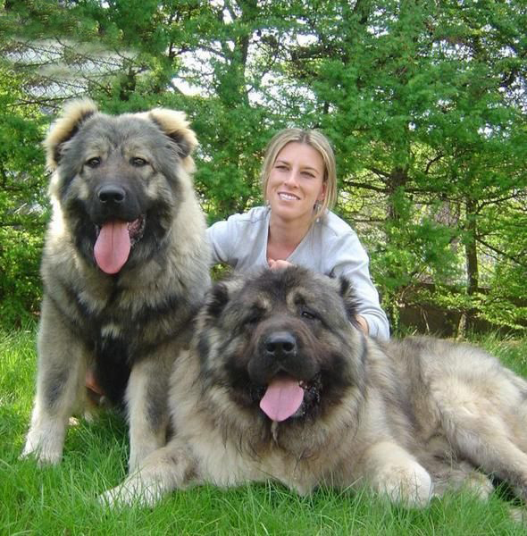 Caucasian Shepherd Dog: Caucasian Know About Caucasian Shepherd Dog Breed