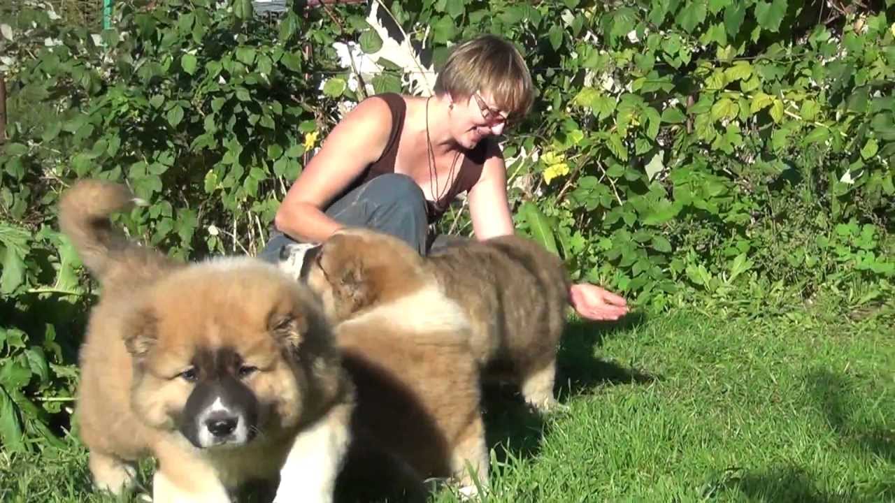 Caucasian Shepherd Puppies: Caucasian Watch Breed