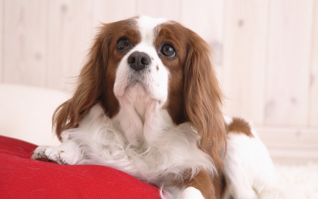 Cavalier King Charles Spaniel Dog: Cavalier Best Cavalier King Charles Spaniel Dog Names Breed