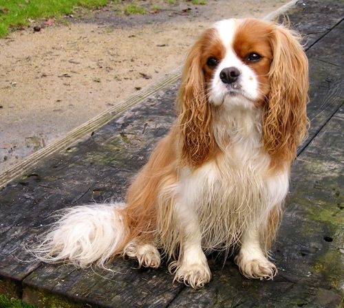 Cavalier King Charles Spaniel Dog: Cavalier Spaniel Dog Breed Pictures
