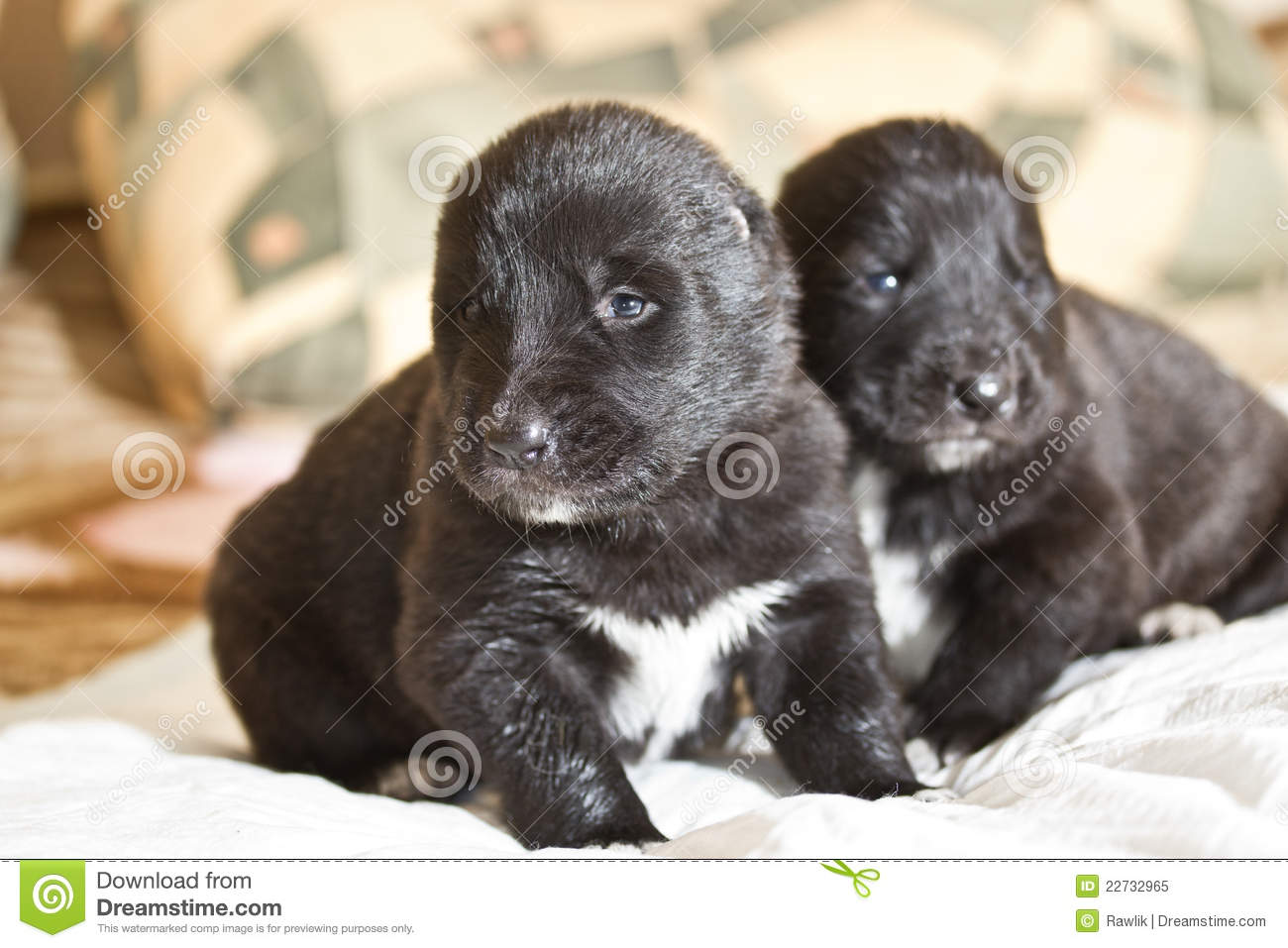 Central Asian Shepherd Puppies: Central Royalty Free Stock Central Asian Shepherd Puppies Breed
