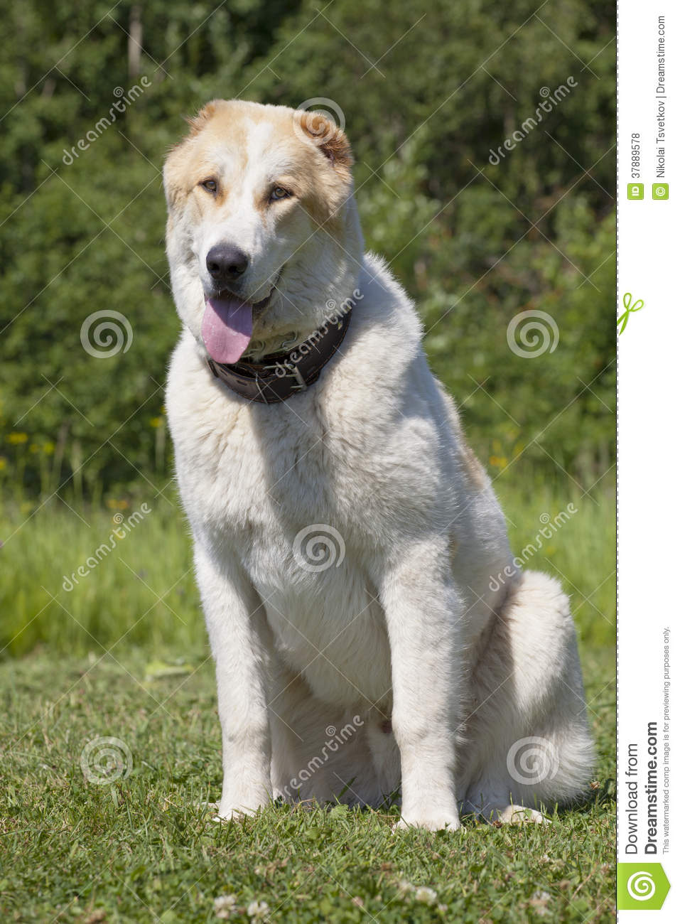 Central Asian Shepherd Dog: Central Royalty Free Stock S Central Asian Shepherd Dog Breed