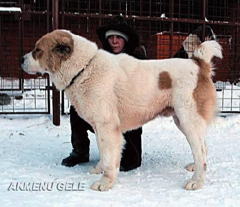 Central Asian Shepherd Dog: Central S Breed