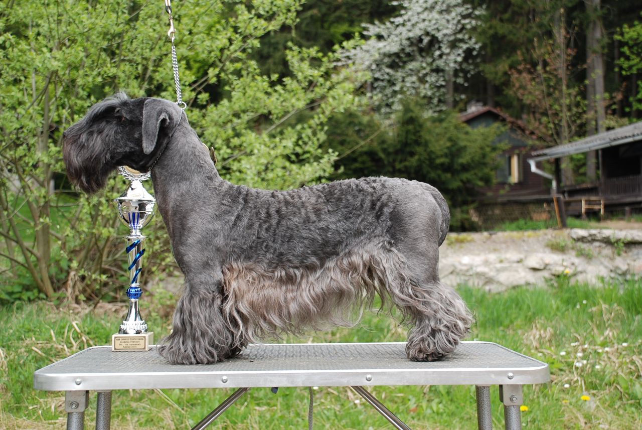 Cesky Terrier Dog: Cesky Cesky Terrier Dog With Cup Breed