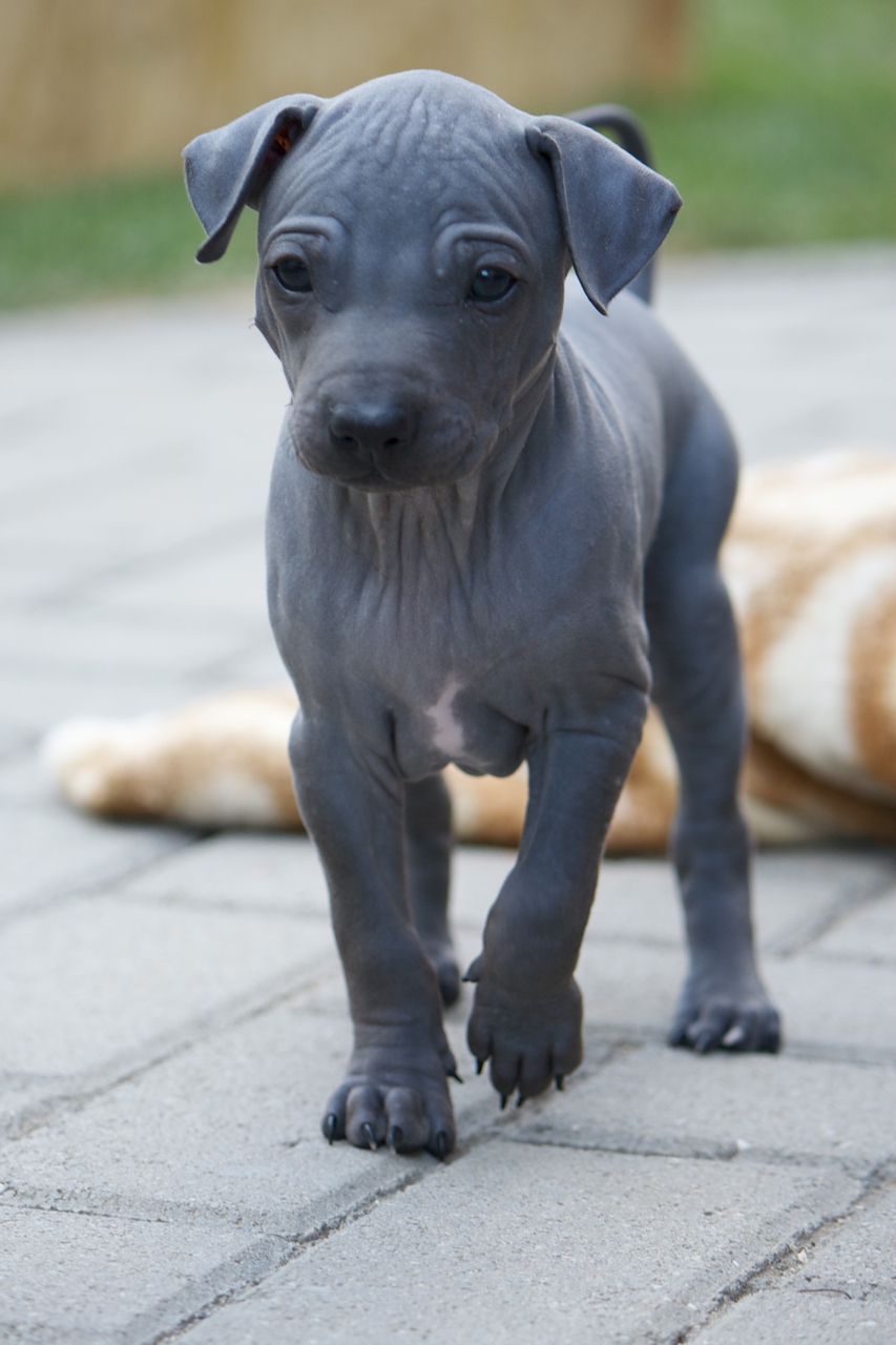 Cesky Terrier Puppies: Cesky Cute American Hairless Terrier Puppy Breed