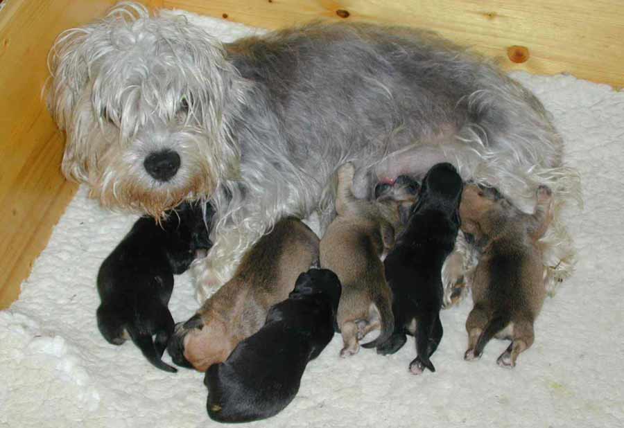 Cesky Terrier Puppies: Cesky Dandie Dinmont Terrier Breed