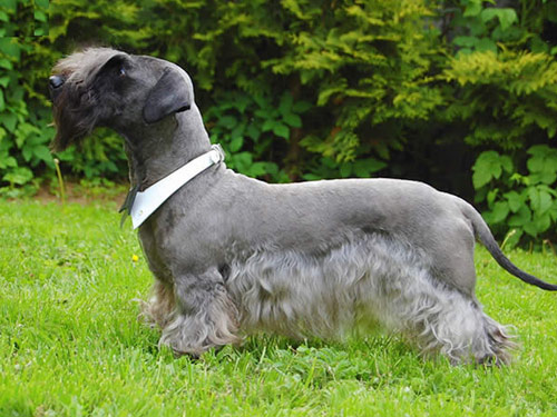 Cesky Terrier Dog: Cesky Open Breed