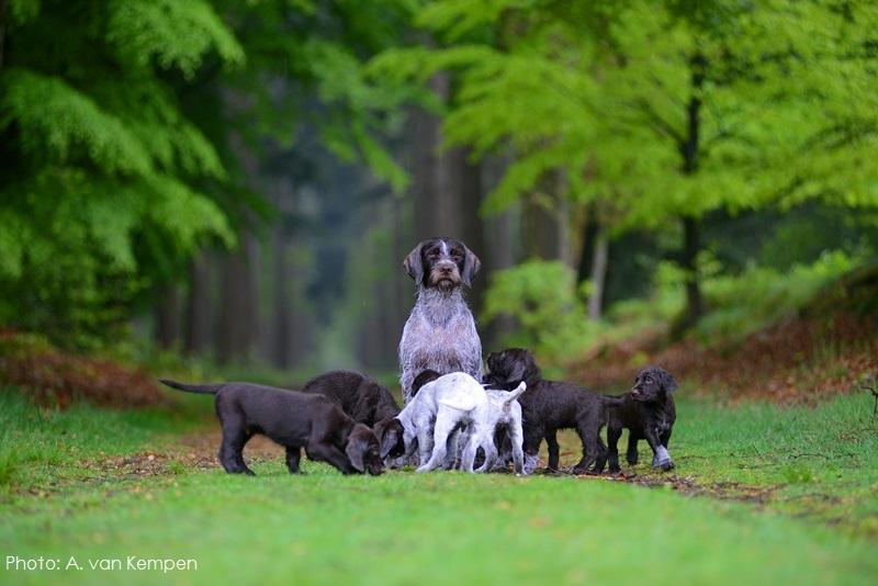 Cesky Fousek Puppies: Cesky Puppies In Het Bos Breed