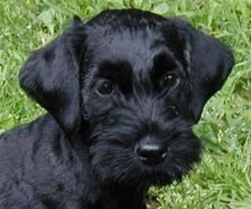 Cesky Terrier Puppies: Cesky Small Dog Breed The Cesky Terrier