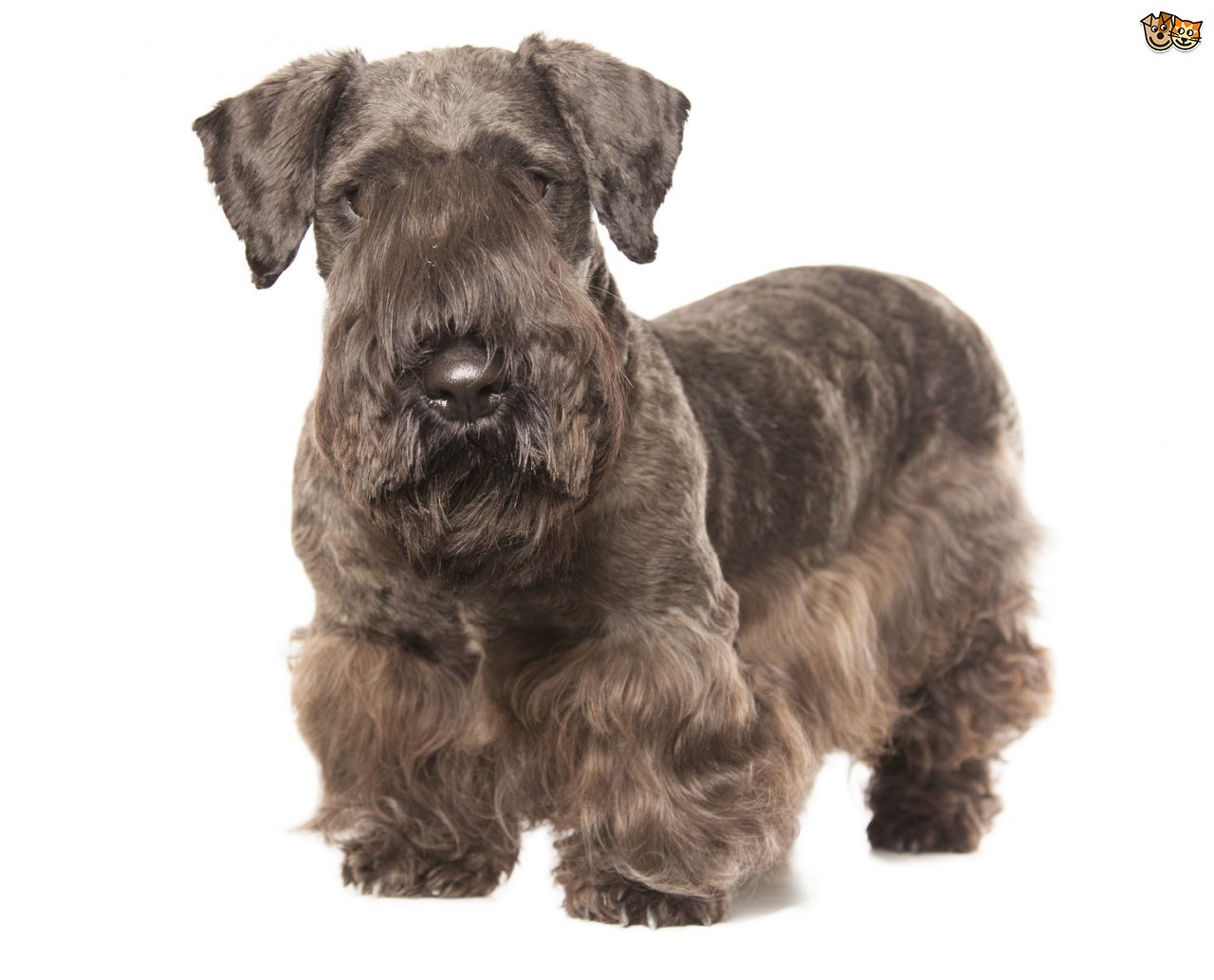 Cesky Terrier Puppies: Cesky The Breed Standard And Appearance Of The Cesky Terrier