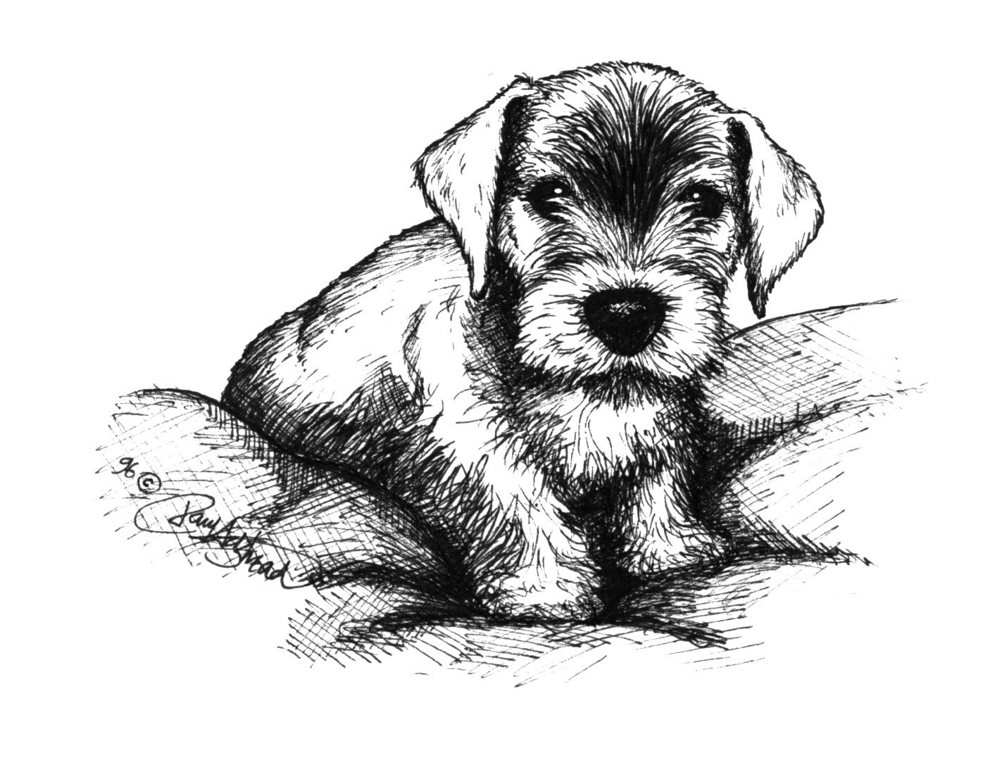 Cesky Terrier Puppies: Cesky The Cesky Terrier Club Breed
