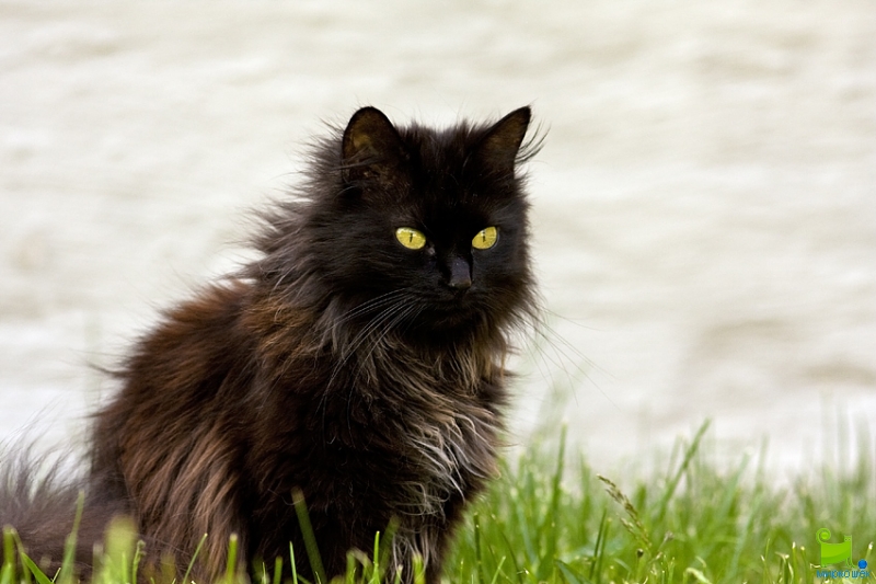 Chantilly-tiffany Cat: Chantilly Tiffany Chantilly Tiffany In Nature Breed