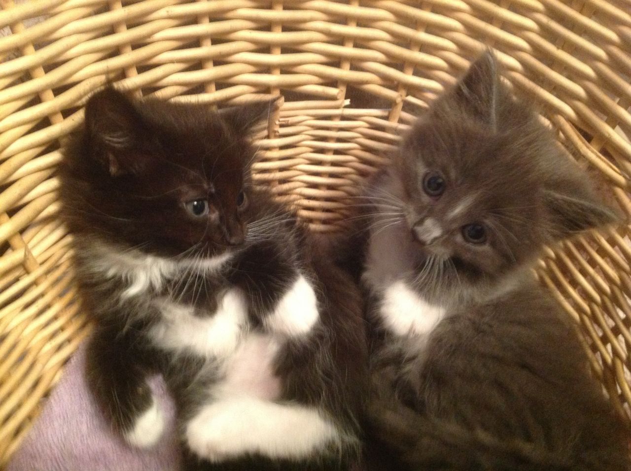 Chantilly-tiffany Kitten: Chantilly Tiffany Chantilly Tiffanyburmese X Kittens For Sale Carshalton Breed