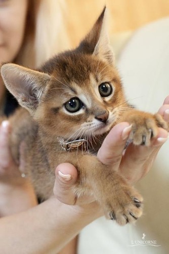 Chantilly-tiffany Kitten: Chantilly Tiffany Chausie Kitten Breed