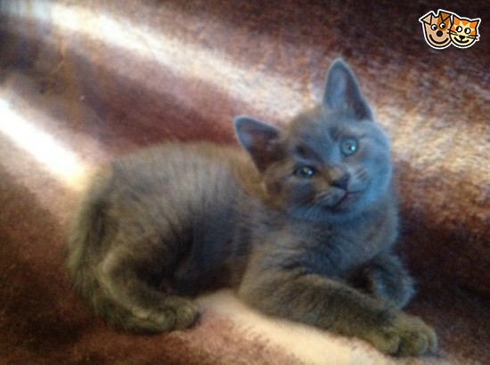 Chantilly-tiffany Kitten: Chantilly Tiffany Tiffanie Burmese X British Blue Shorthair Carshalton Breed