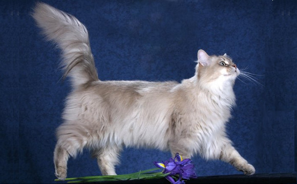 Chantilly-tiffany Kitten: Chantilly Tiffany Tiffany Chantilly Cat Breed