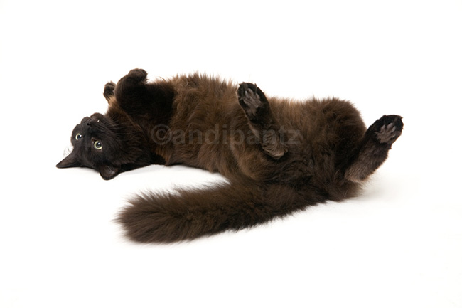 Chantilly-tiffany Cat: Chantilly Tiffany Top Friendliest Cat Breeds In World