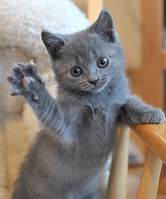 Chartreux Kitten: Chartreux Breed