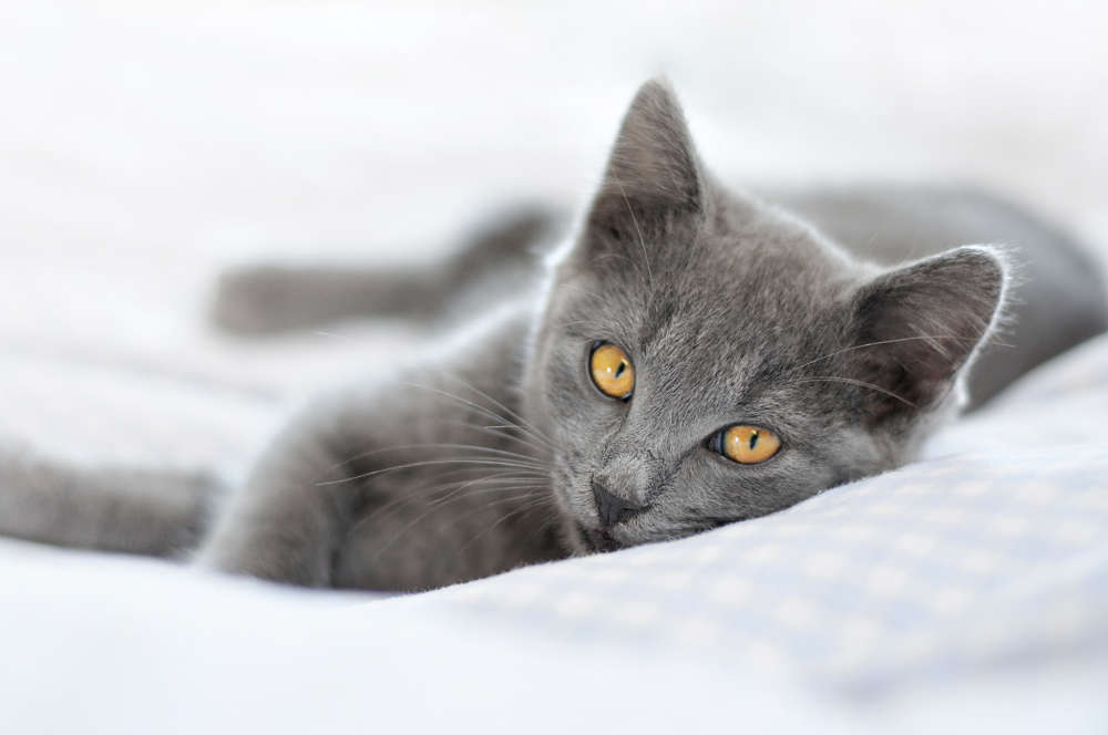 Chartreux Kitten: Chartreux Chartreux Cat Breed