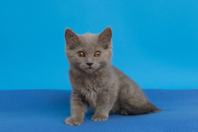 Chartreux Kitten: Chartreux Chartreux Cats Breed