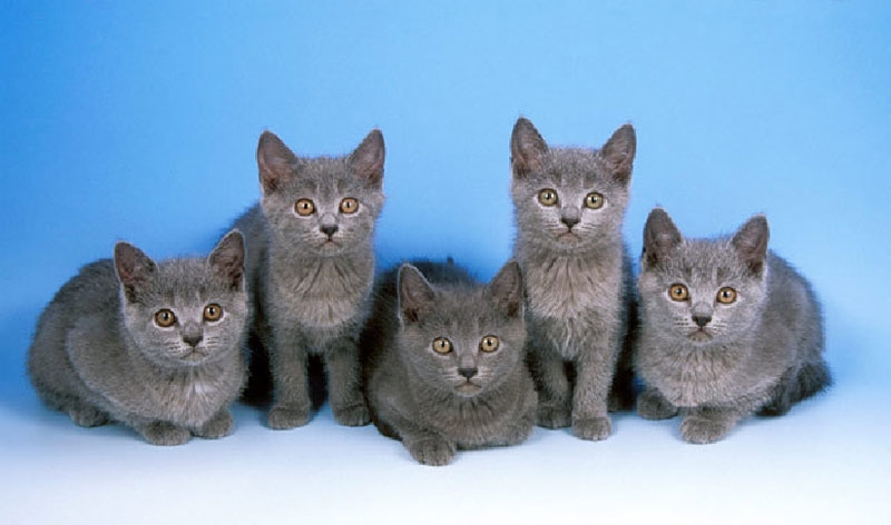 Chartreux Cat: Chartreux Chartreux Kittens Blue Background Breed