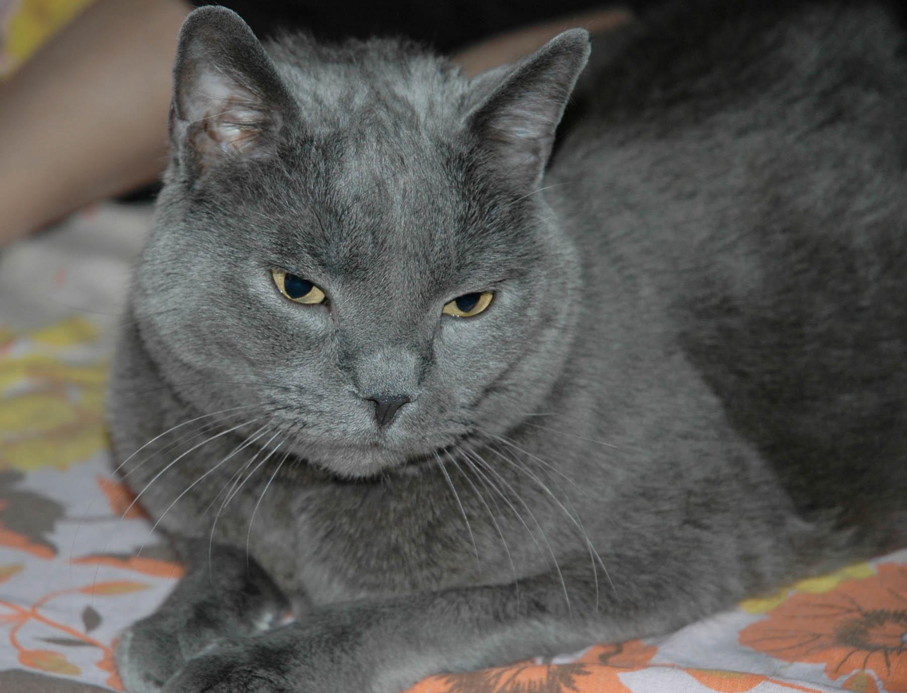 Chartreux Cat: Chartreux Httpwwwbuzzlecomimgarticles Jpg Breed
