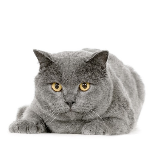 Chartreux Cat: Chartreux Pisica Chartreux Breed