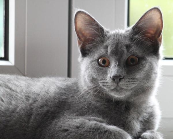 Chartreux Kitten: Chartreux Wir Zuechten Seit Jahren Breed