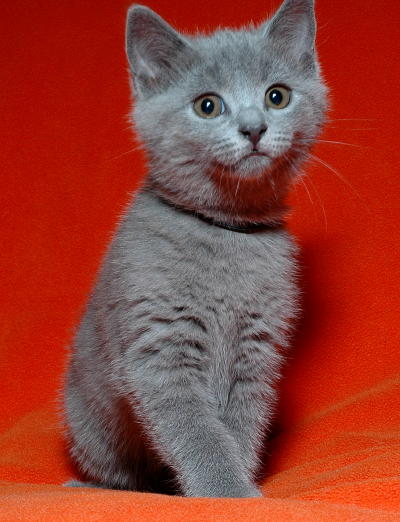 Chartreux Kitten: Chartreux Youngchartreuxkitten Breed