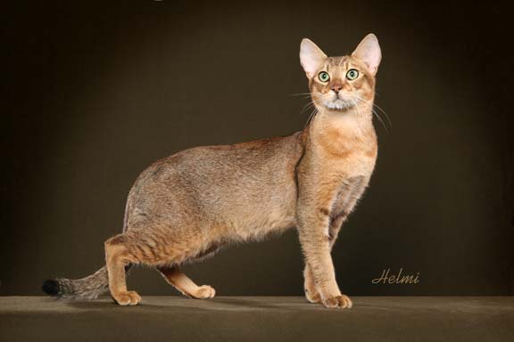 Chausie Cat: Chausie Chausie Cat Breed Pictures