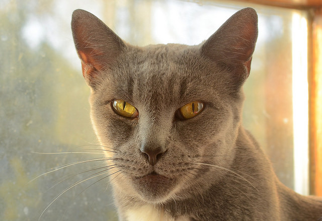 Chausie Cat: Chausie Chausie Cat Breed