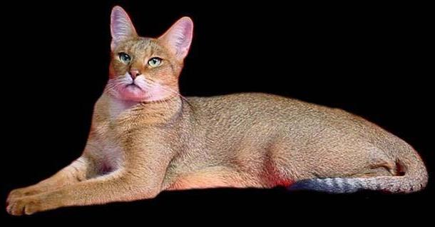 Chausie Cat: Chausie Chausie Cat Breeders Cats And Kittens