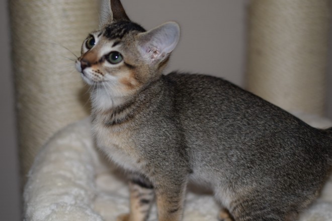 Chausie Cat: Chausie Fa Chausie Kittens Tica Registered Buckingham Breed