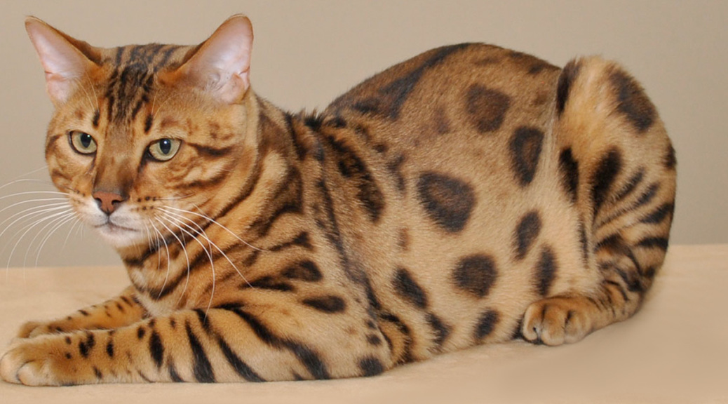 Chausie Kitten: Chausie Httpcdnjoystudiodesigncomlargebreeders Of Bengal Cats Chausie Cats Savannah Cats And Safari Cats Jpg