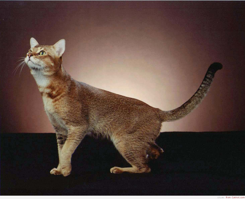 Chausie Cat: Chausie Pisica Chausie Breed