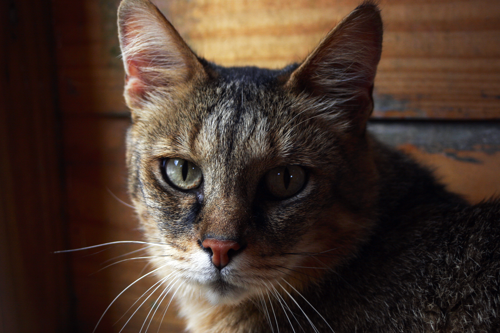Chausie Cat: Chausie Tessa Chausie Cat Breed