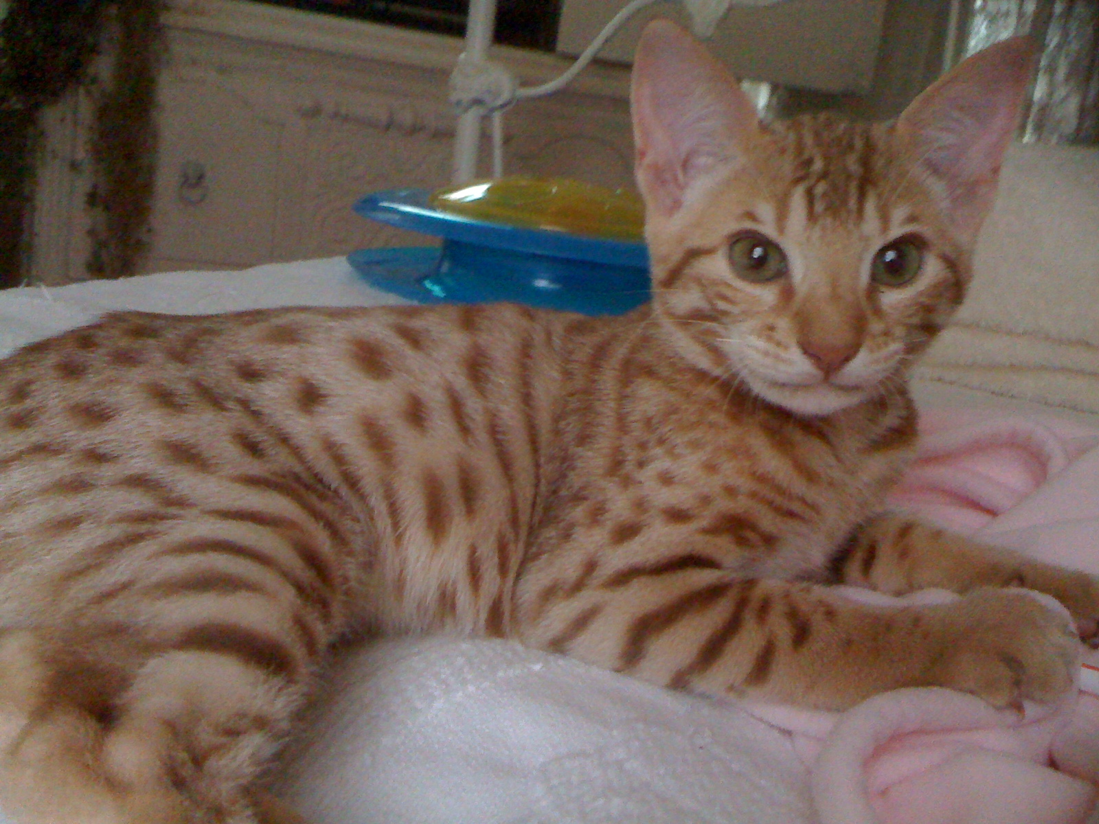 Cheetoh Kitten: Cheetoh Cheetoh Kitten Lying Breed