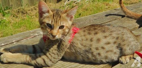Cheetoh Kitten: Cheetoh Kitten For Adoption Washington State Breed