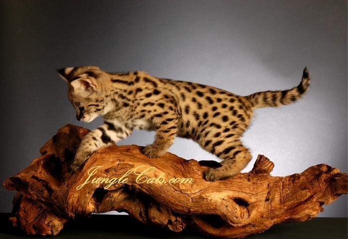 Cheetoh Cat: Cheetoh Orange Cheetoh Cats Breed