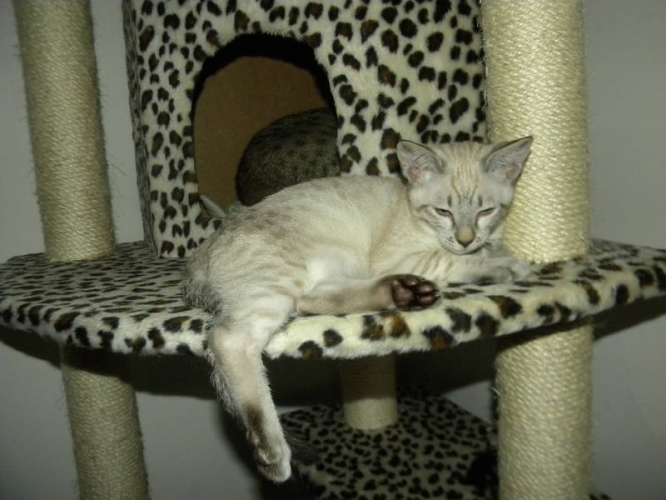 Cheetoh Kitten: Cheetoh Rare Cheetoh Kittens Breed