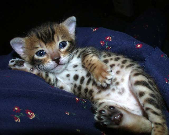 Cheetoh Kitten: Cheetoh Serengeti Cat Kitten Breed