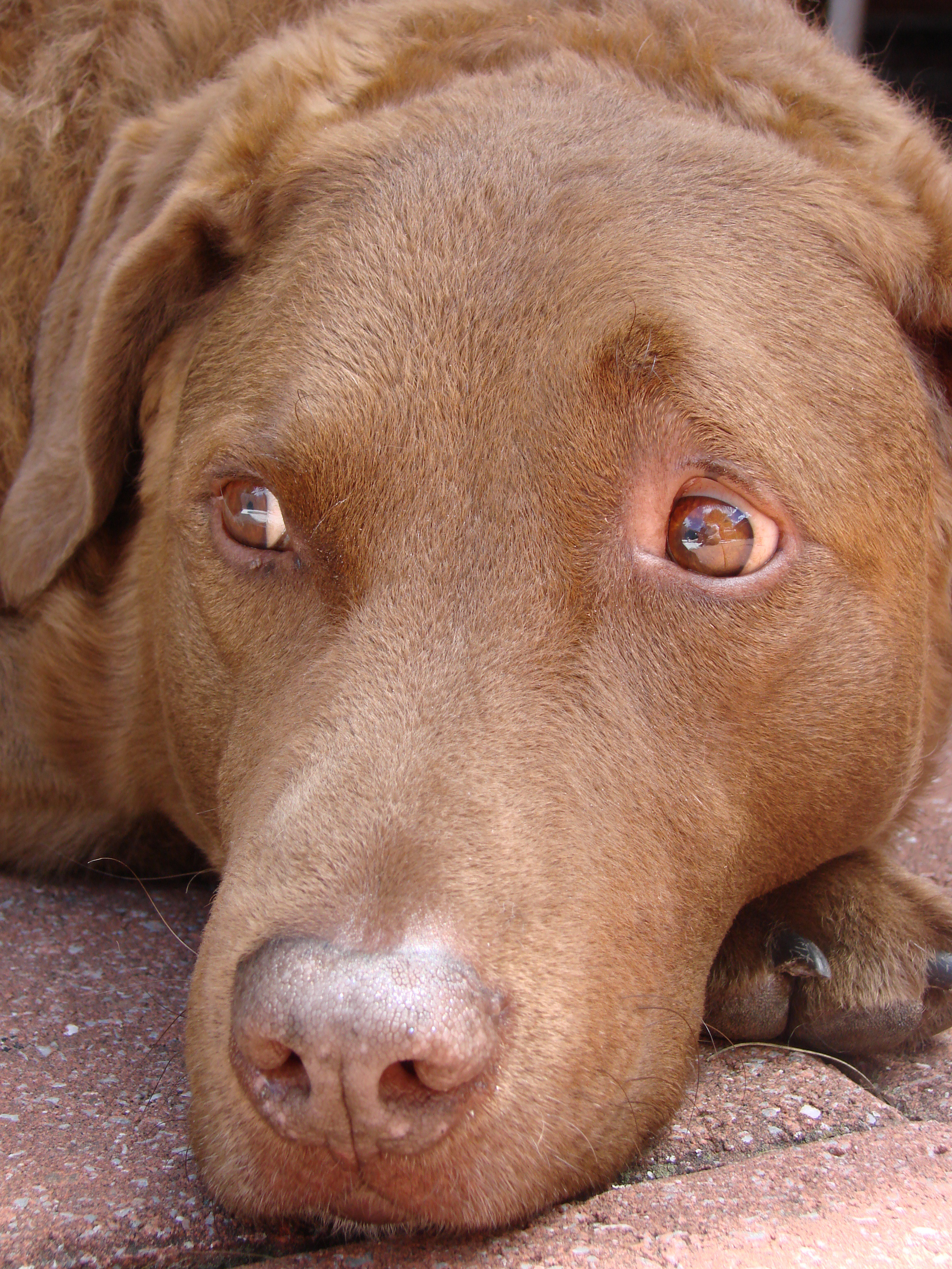 Chesapeake Bay Retriever Dog: Chesapeake Mufi Breed