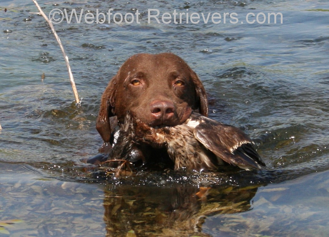 Chesapeake Bay Retriever Dog: Chesapeake Retrievertraining Breed