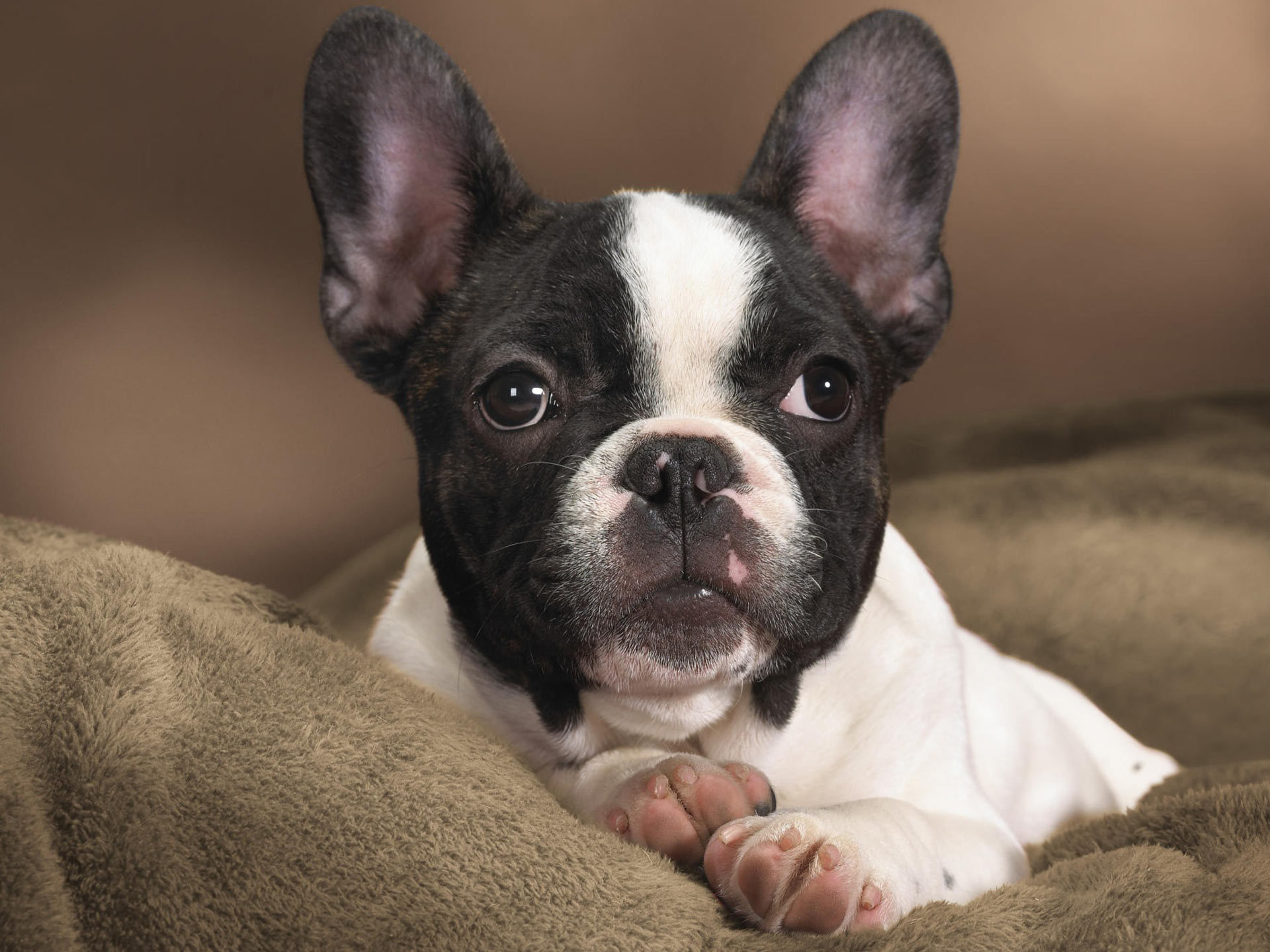 Chien Français Blanc et Noir Dog: Chien Boston Terrier Breed