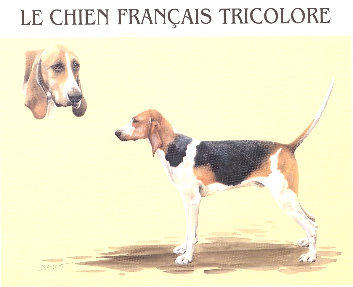 Chien Français Tricolore Puppies: Chien Breed Uncategorized Skills