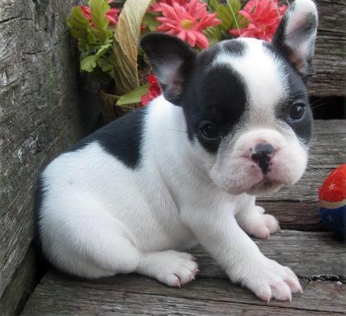 Chien Français Blanc et Noir Puppies: Chien Bulldog Francese Cuccioli Disponible Breed