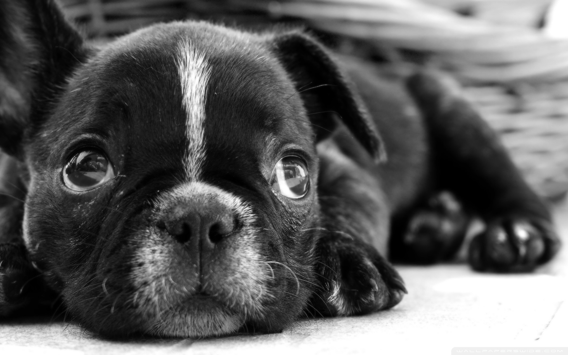 Chien Français Blanc et Noir Puppies: Chien French Bulldog S Breed