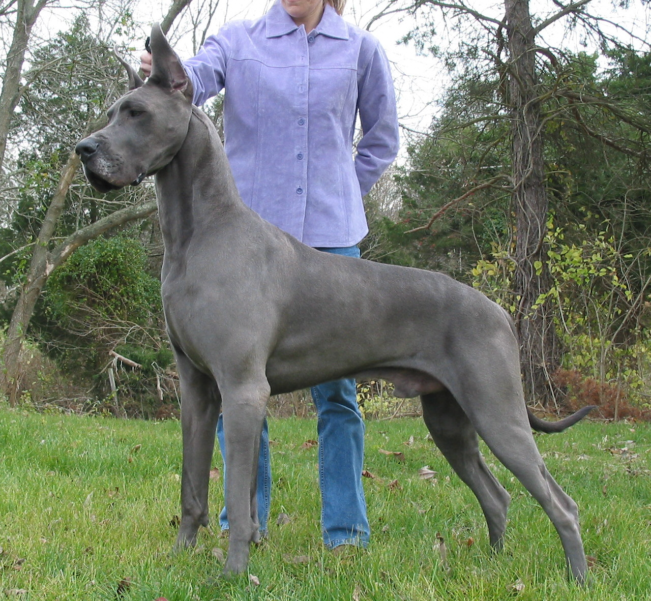 Chien-gris Dog: Chien Gris Big Dogs Versus Big Acting Dogs Breed