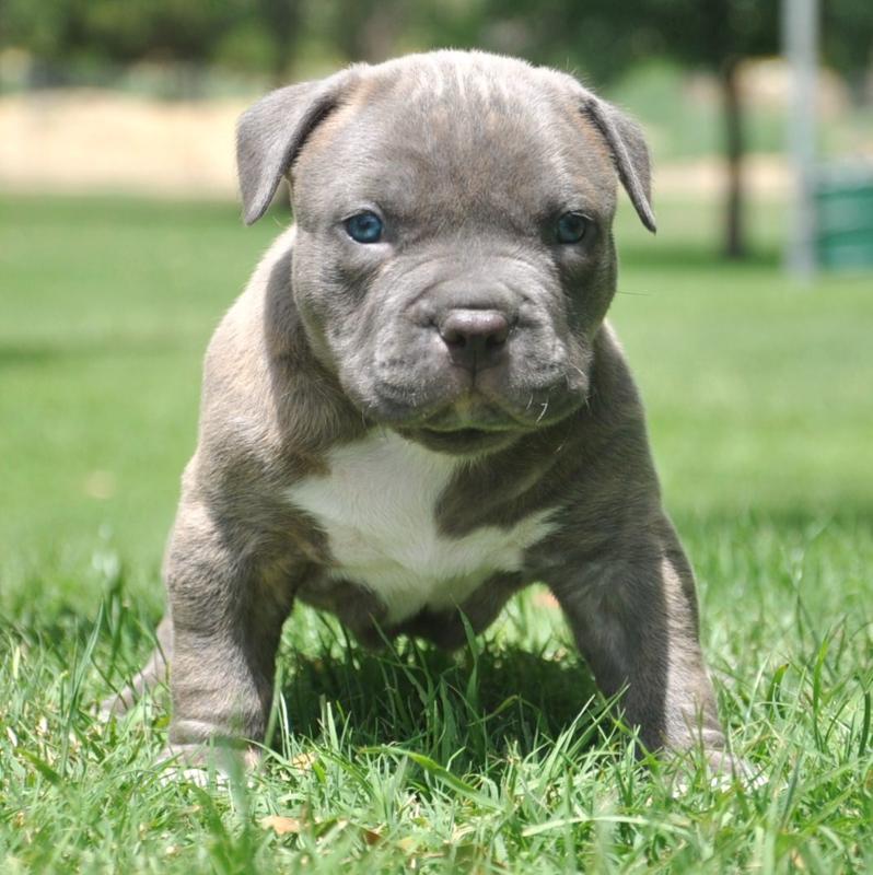 Chien-gris Puppies: Chien Gris Pit Bull Puppies Blue Nose Breed