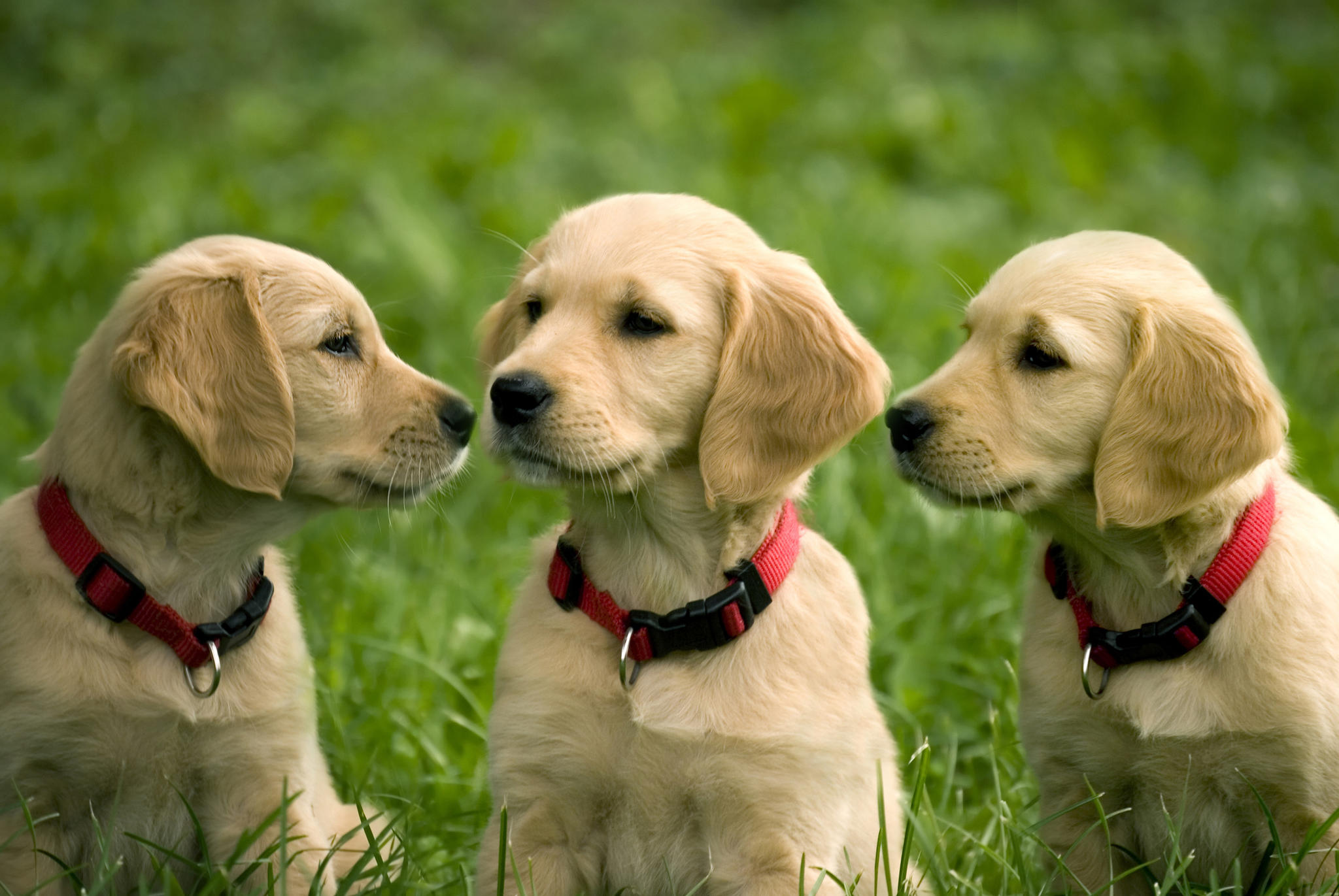 Chien-gris Puppies: Chien Gris Puppies Of Golden Retriever Breed